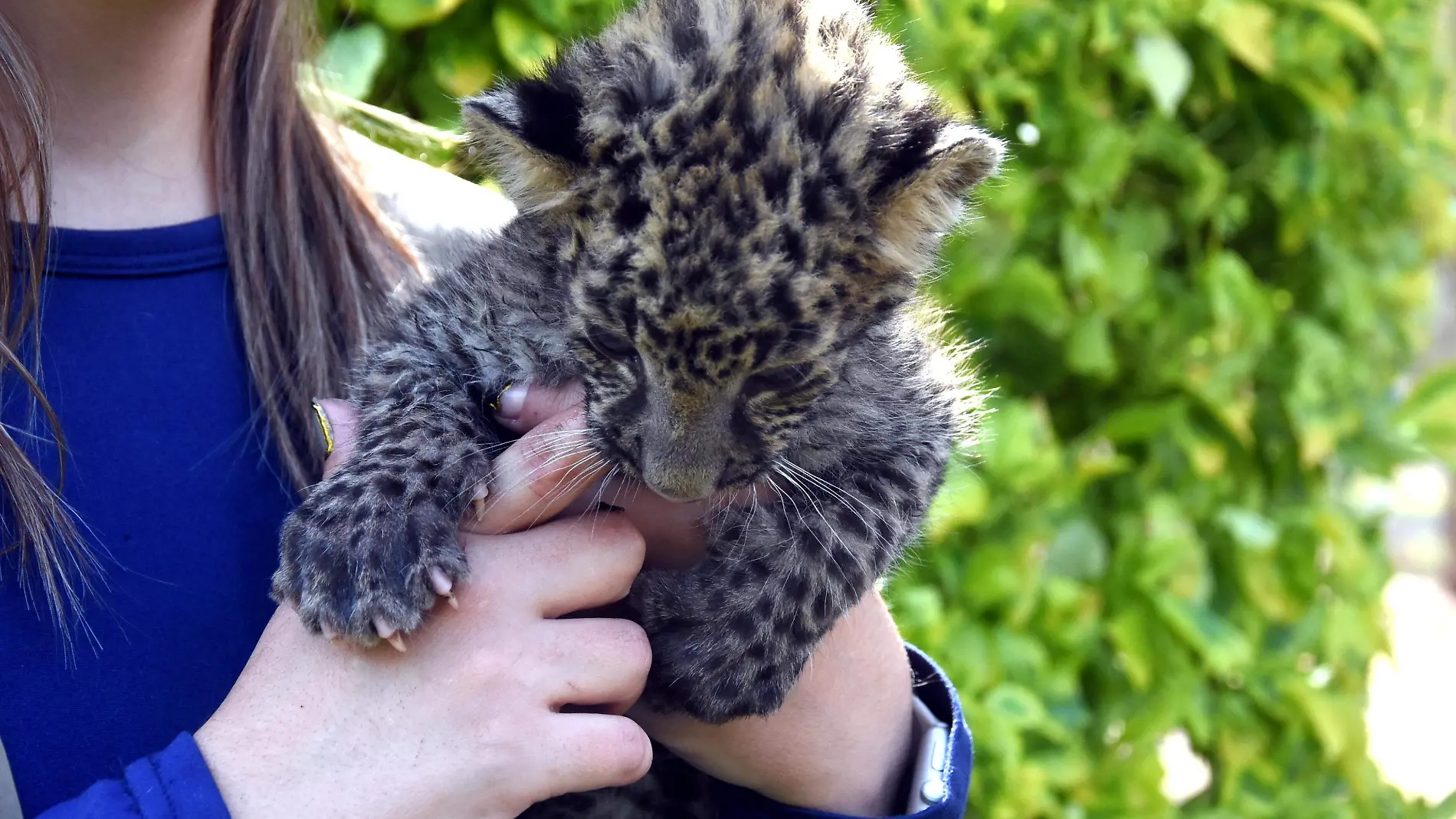 LEOPARDO JESUS GTZ EL SOL FDE IRAPUTO (1)